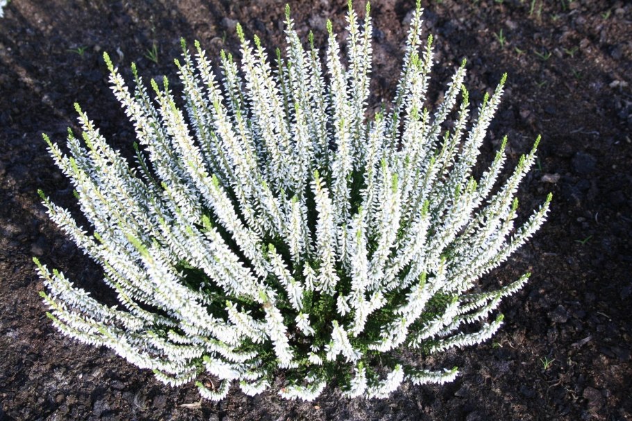 Вереск лонг уайт