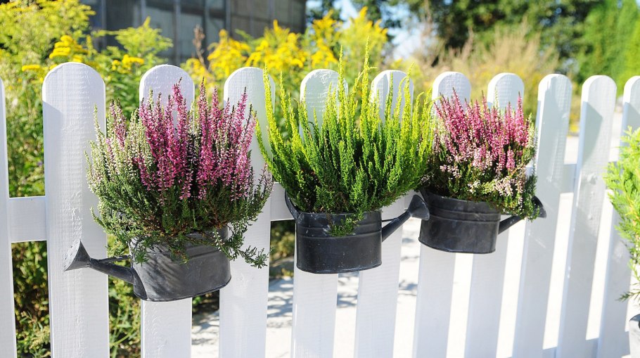 Вереск на клумбе