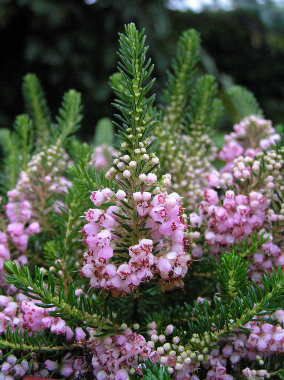 Вереск эрика