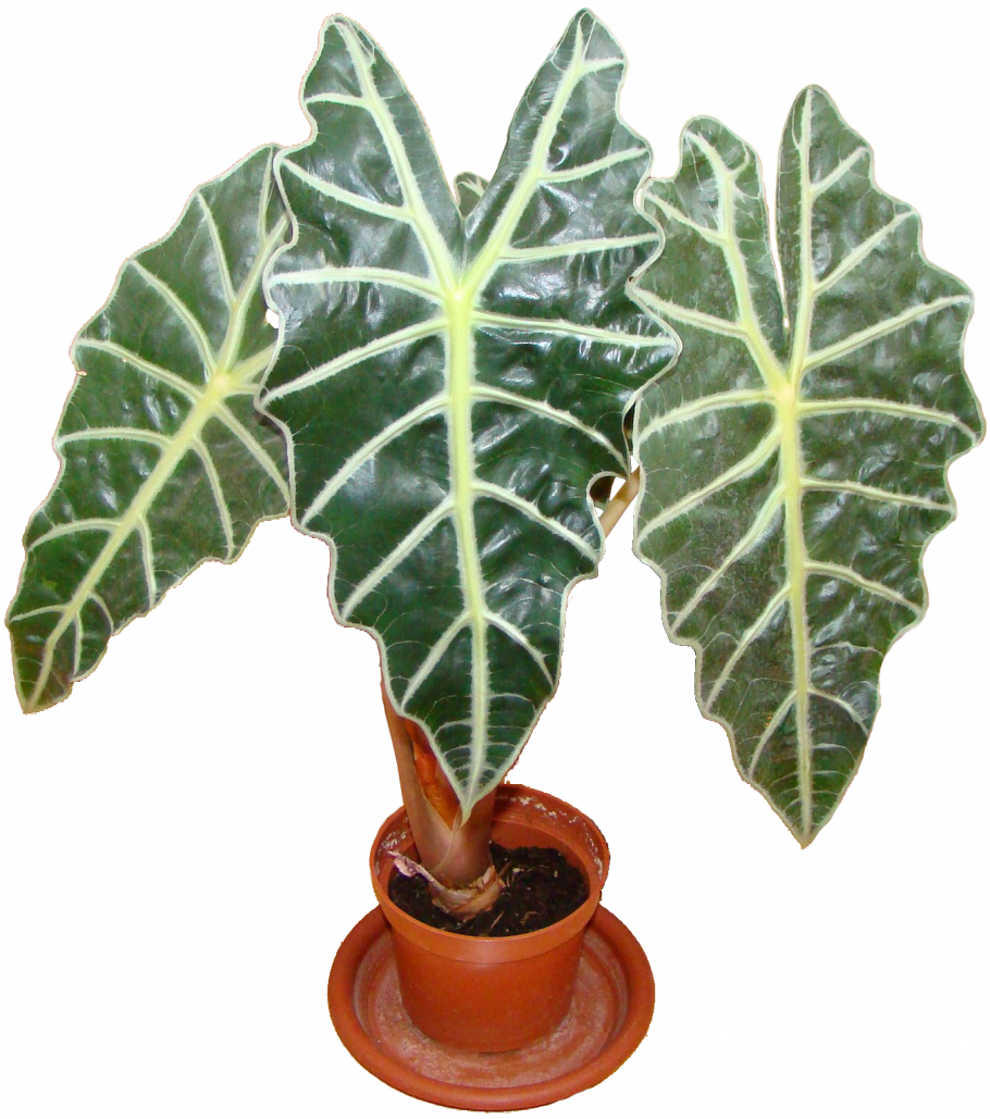 Алоказия Арма цветок домашний
