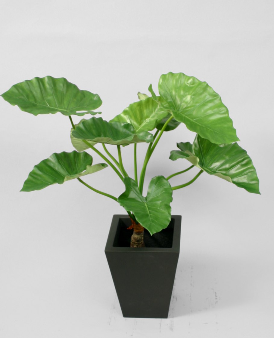 Алоказия Calidora