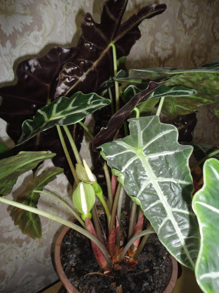 Алоказия Калидора