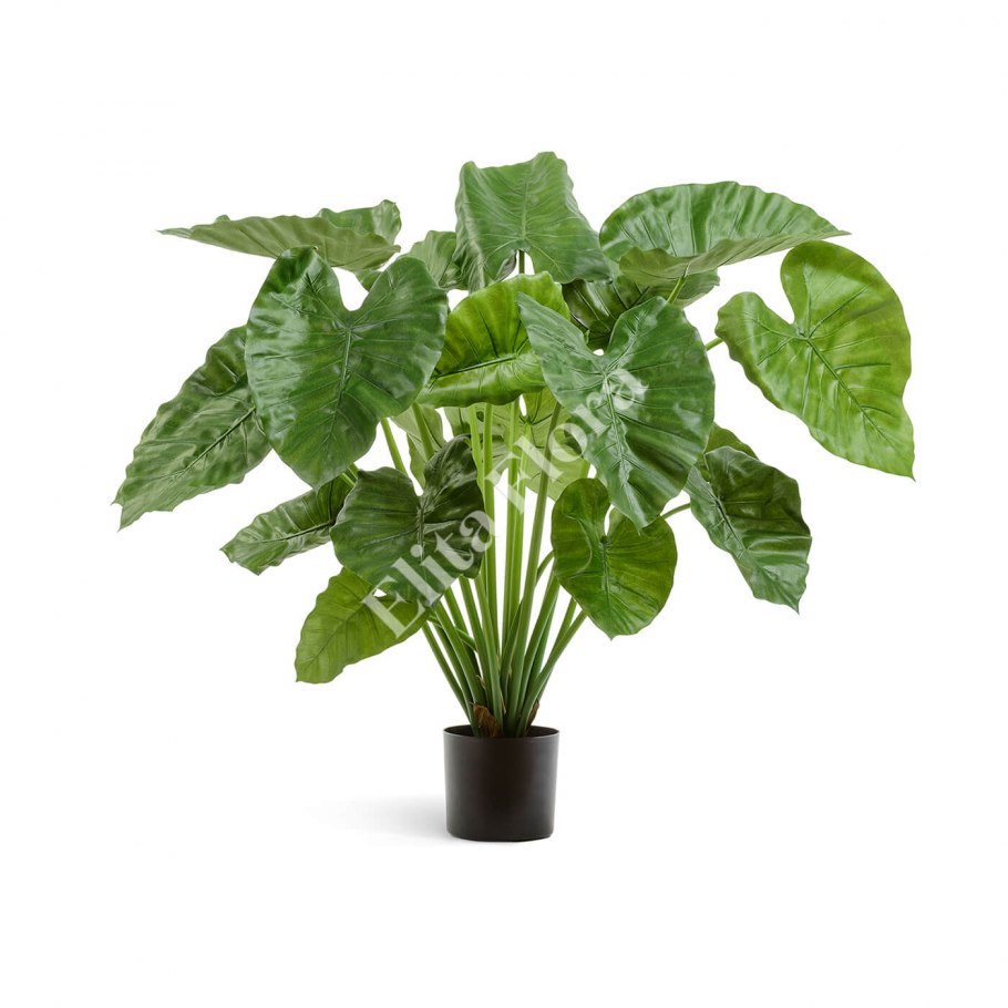 Алоказия Calidora