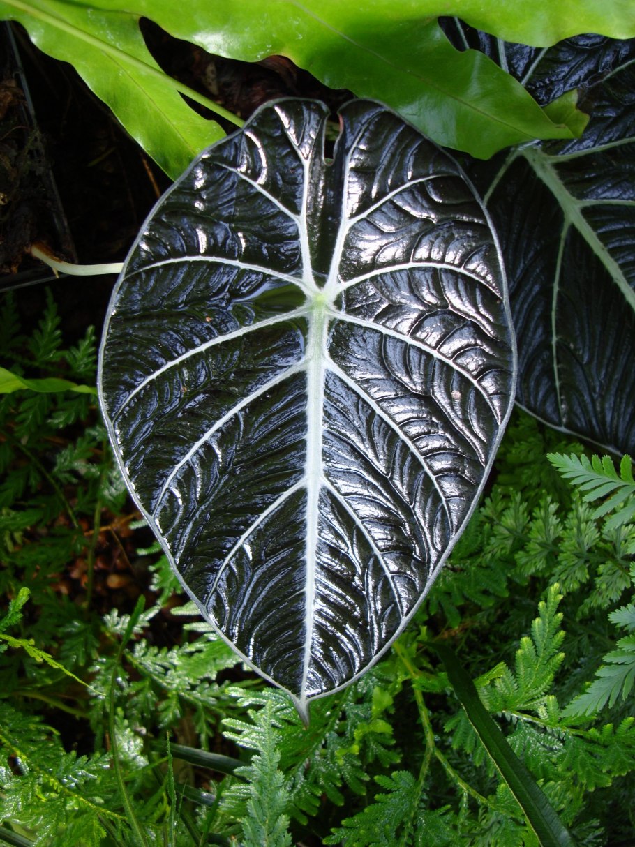 Алоказия Амазонская