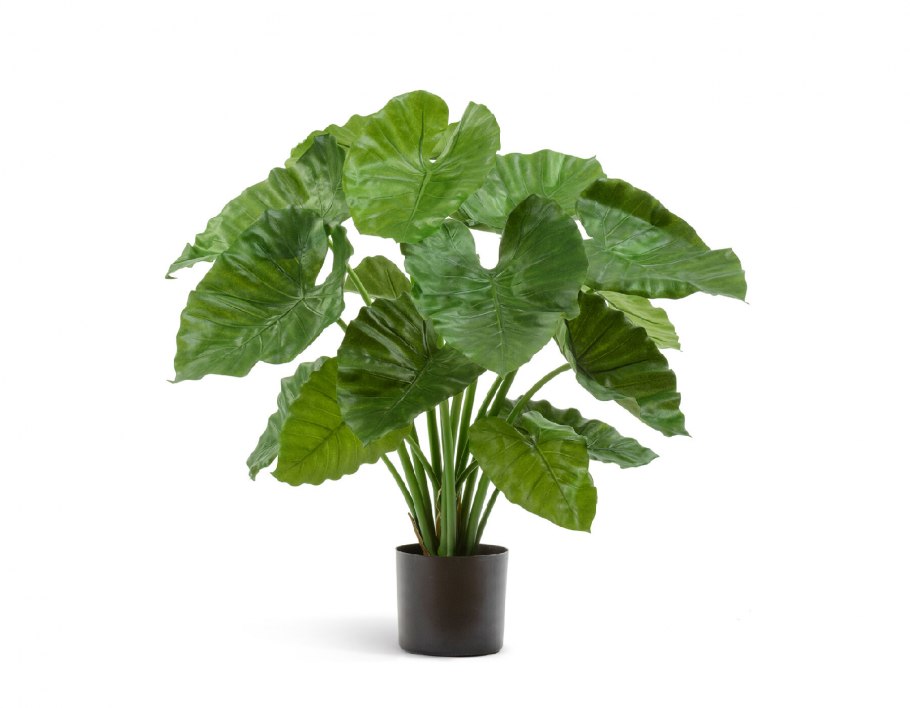 Алоказия Calidora