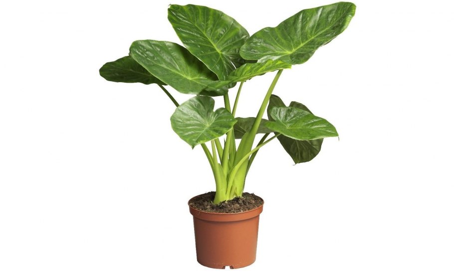 Алоказия Калидора цветок