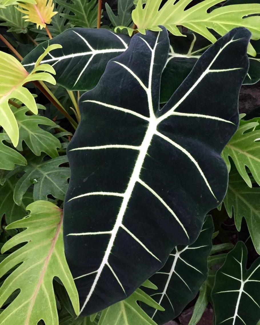 Алоказия Купрея