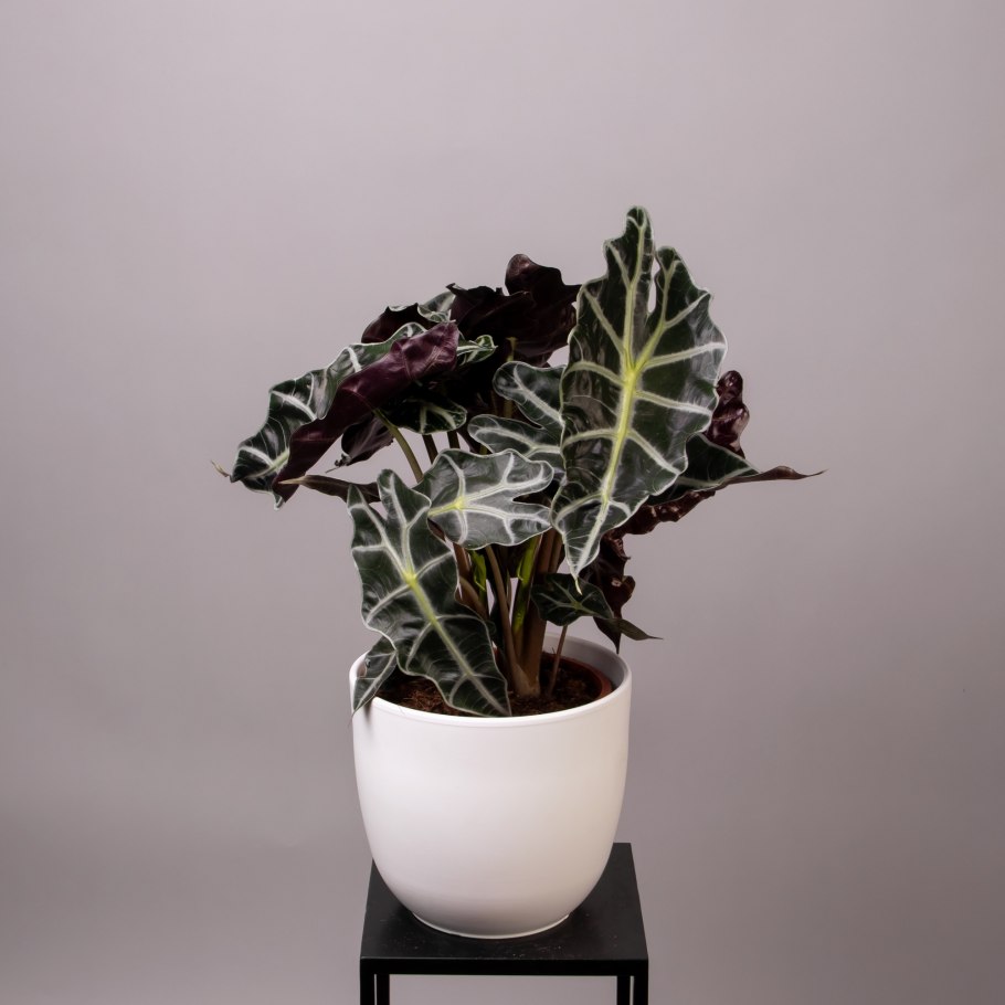 Цветы комнатные ПЭЛЬБАН