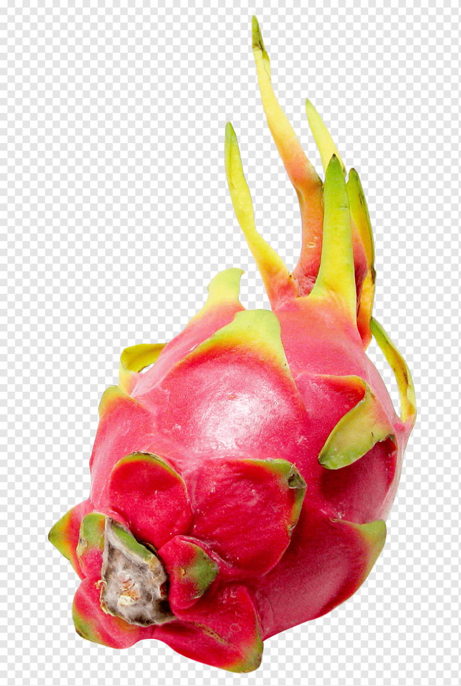 Черная питайя