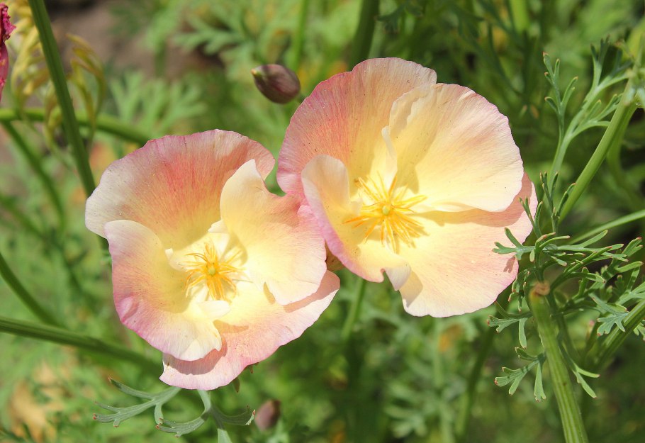 Эшшольция дернистая