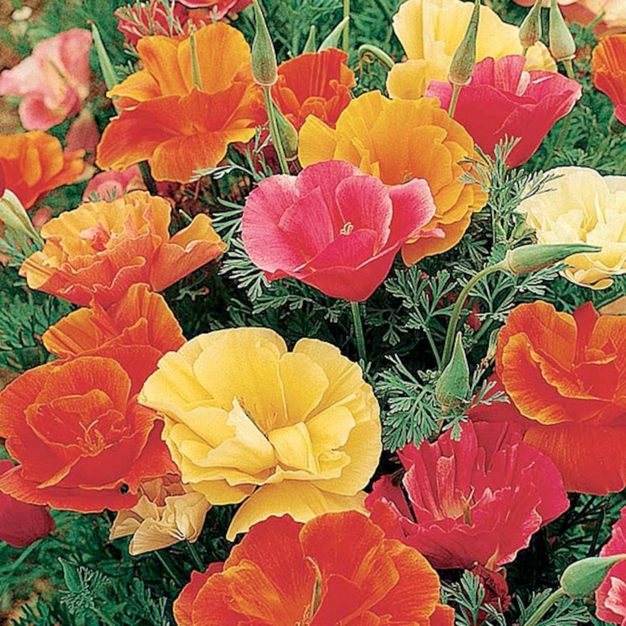 Эшшольция Земляничная Поляна