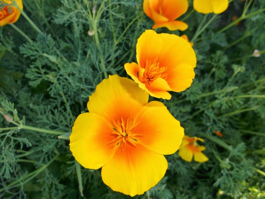 Эшшольция Калифорнийская смесь