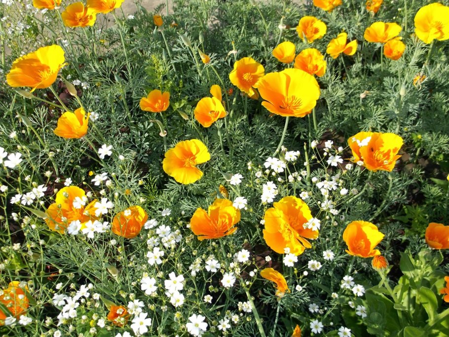 Калифорнийский Мак (эшшольция)