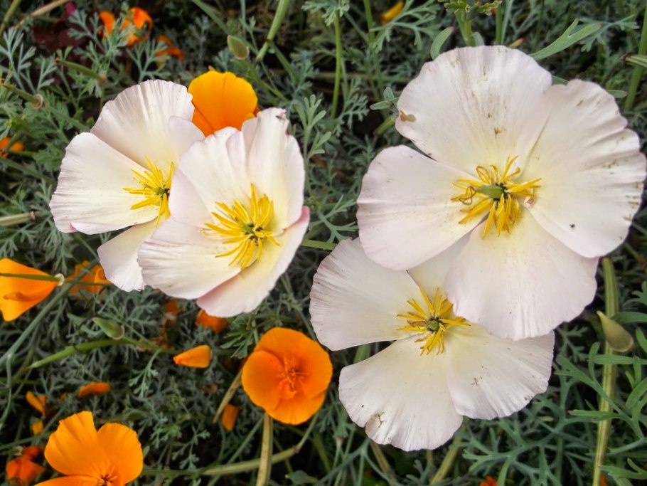 Эшшольция Микадо