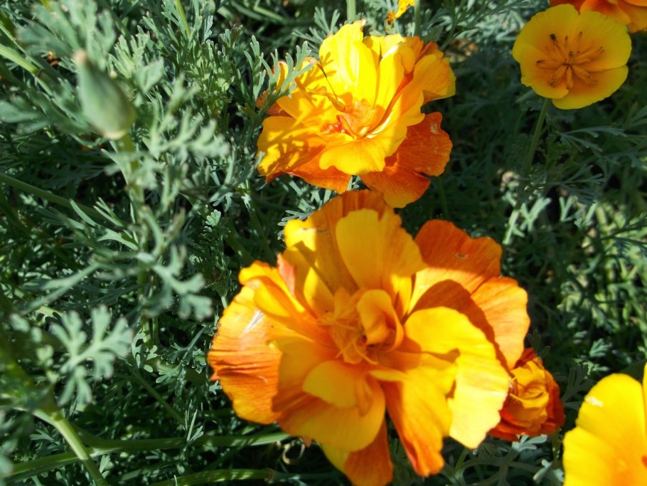 Эшшольция Калифорнийская Поппи