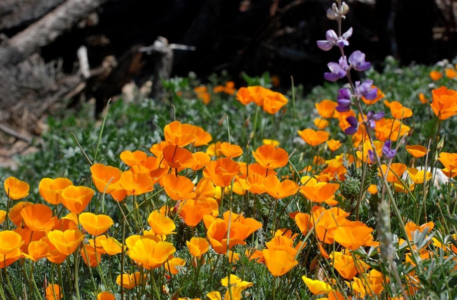 Калифорнийский Мак (эшшольция)