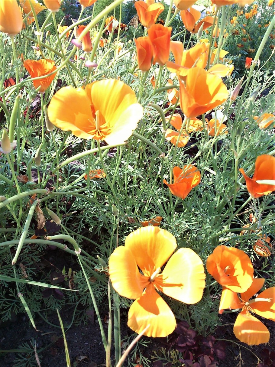 Эшшольция Калифорнийская махровая