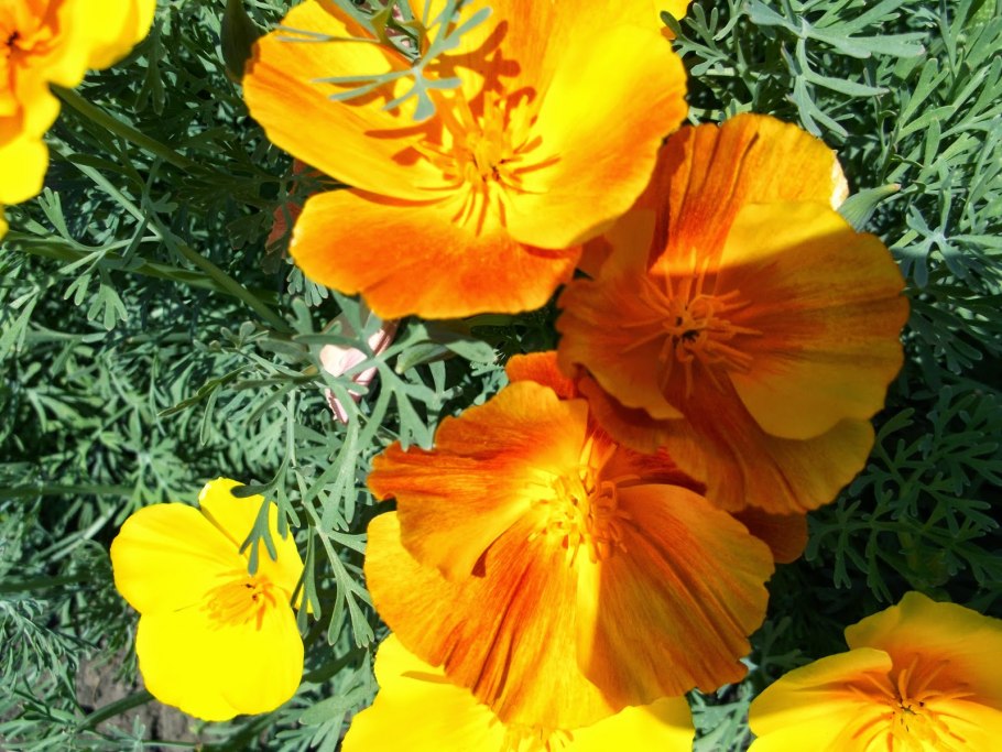 Эшшольция махровая эшли