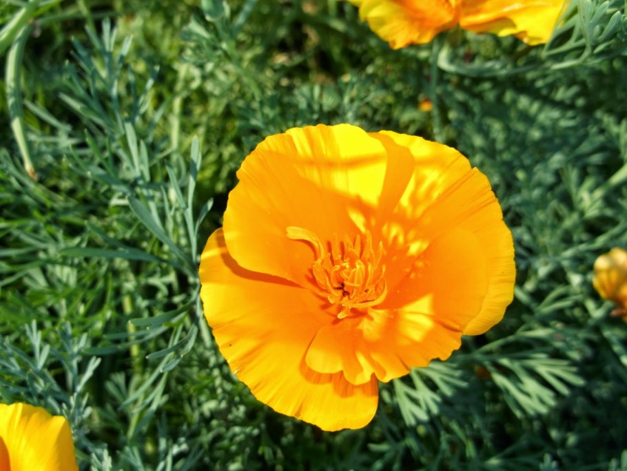 Эшшольция миксбордер