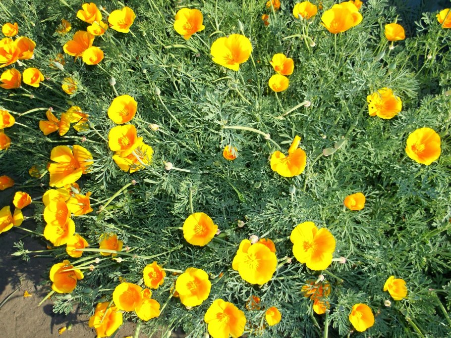 Эшшольция кимоно императора