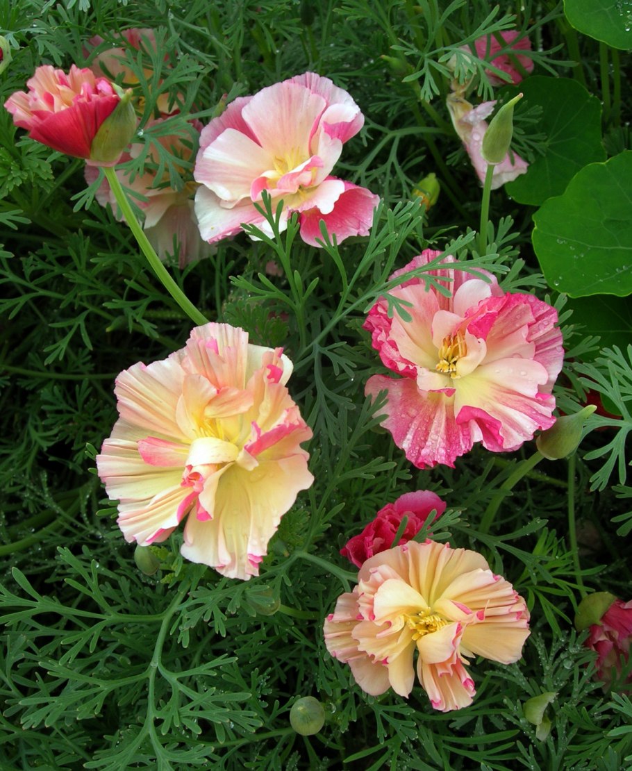 Эшшольция Малибу