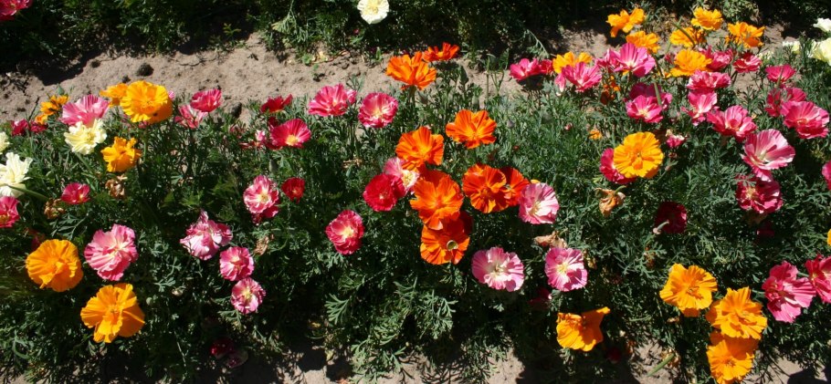 Эшшольция морковный сок