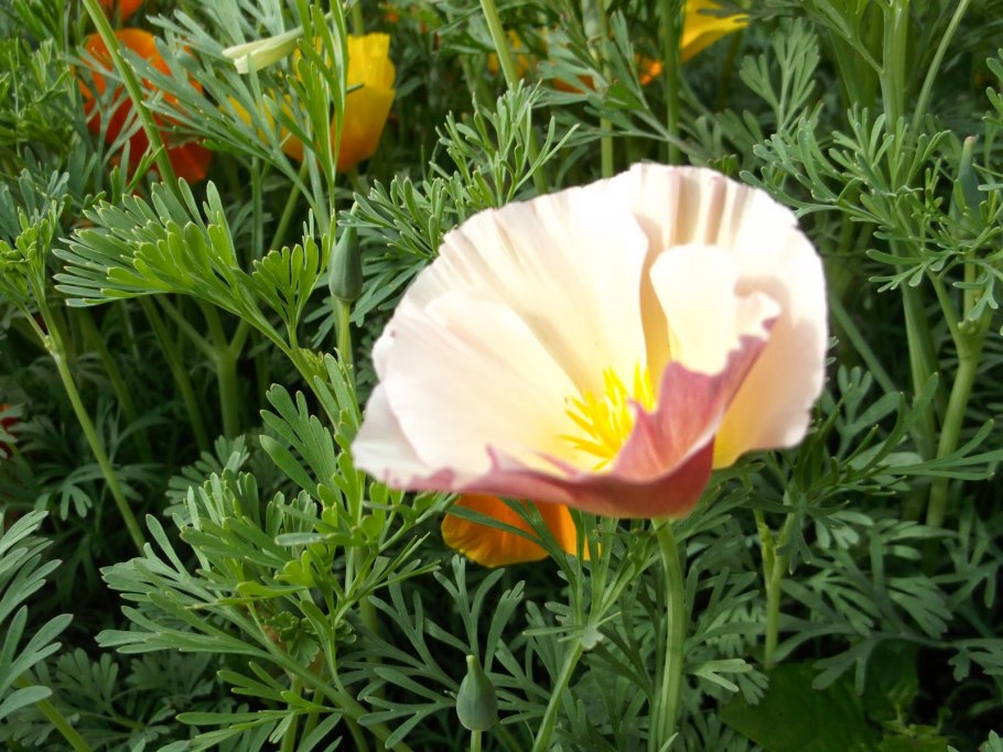 Эшшольция Калифорнийская Поппи