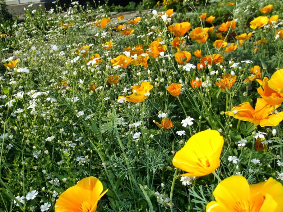 Эшшольция махровая Эшли