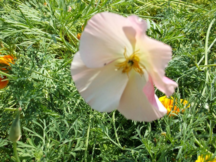 Эшшольция махровая цветок многолетний