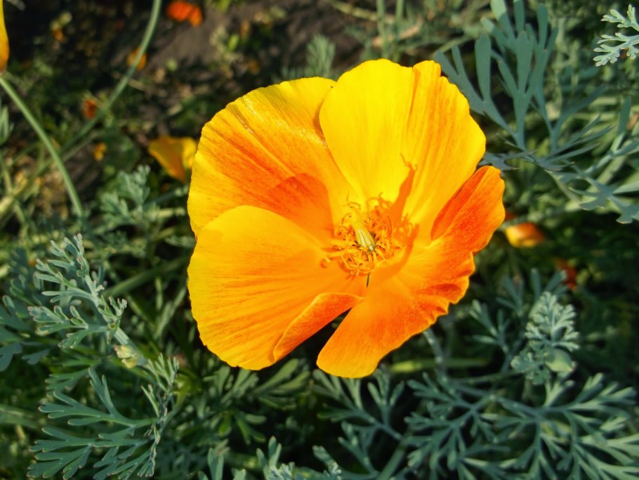 Эшшольция Тропикана