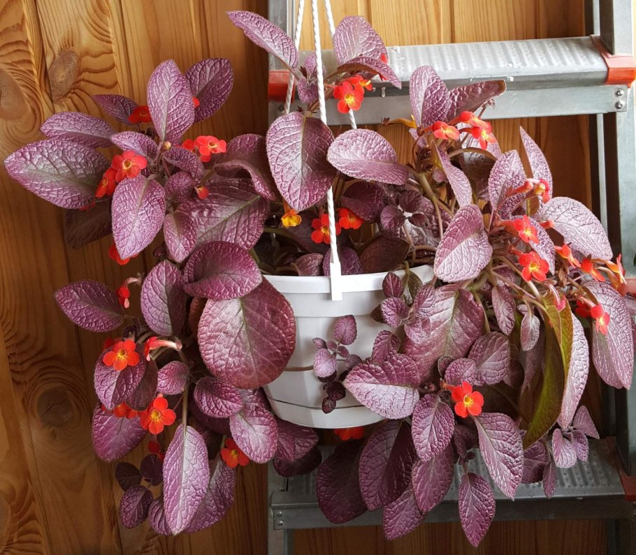 Эписция Стравберри мист