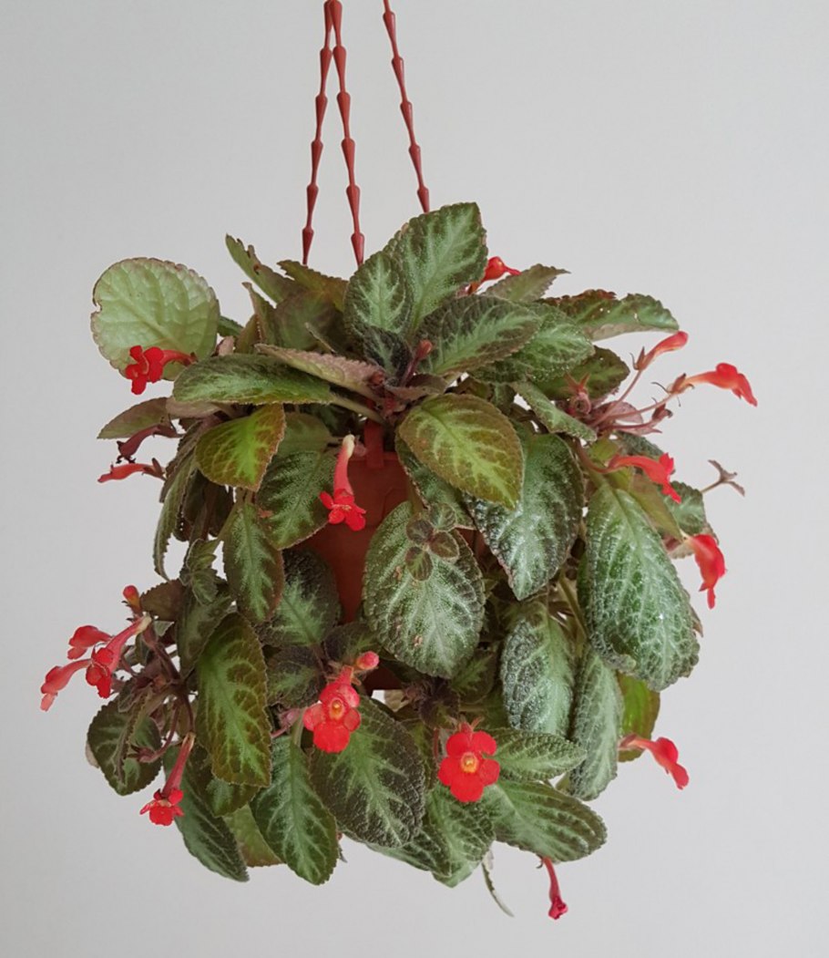 Эписция Лесная красавица