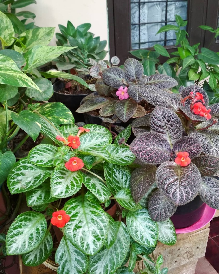 Эписция ампельная