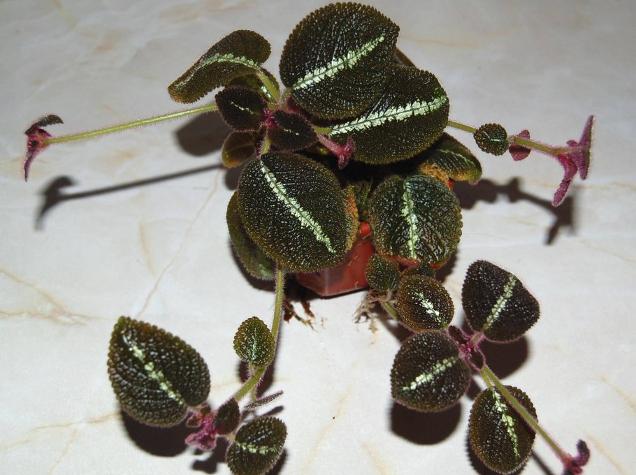 Эписция Solidad Bronze