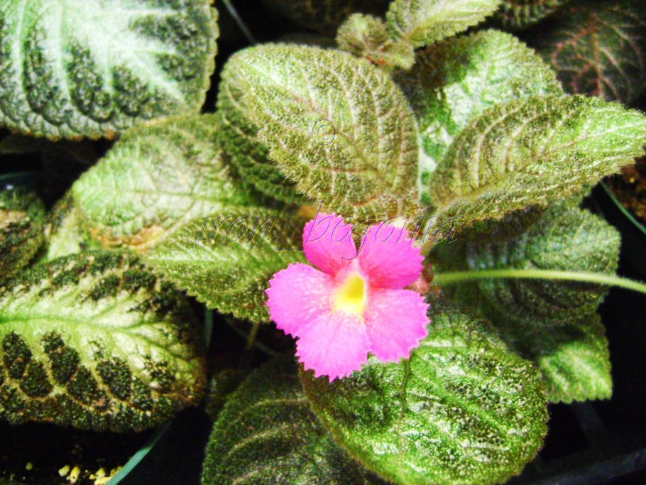 Эписция Катерина