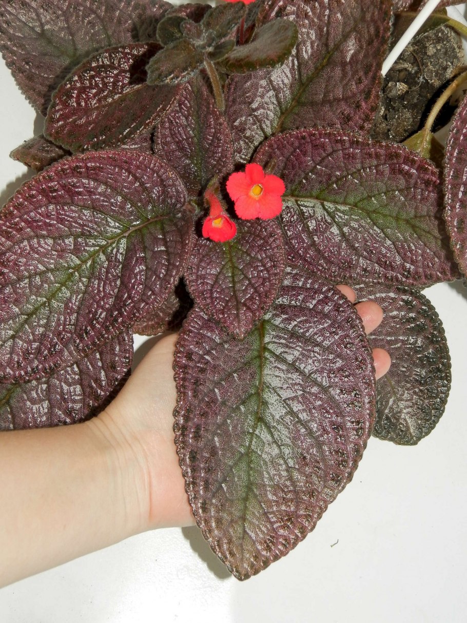 Эписция Лесная