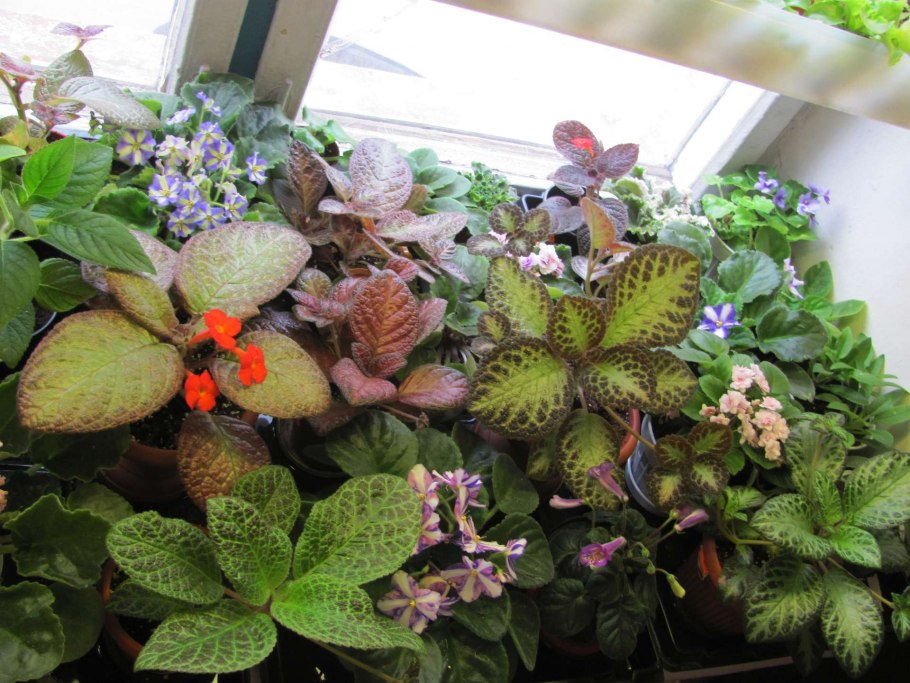 Эписция природник