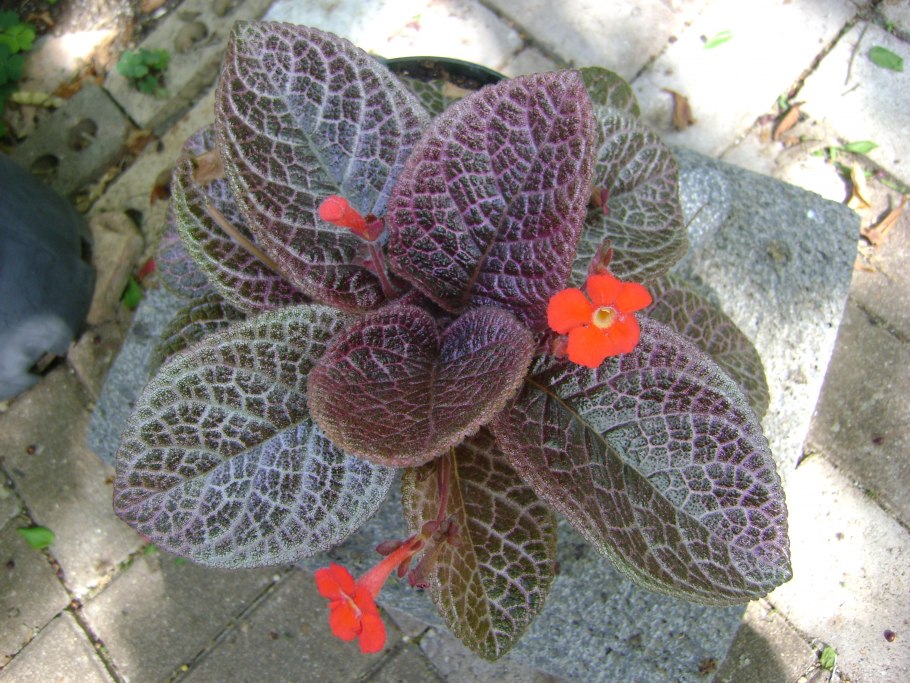 Эписция ползучая (Episcia reptans)