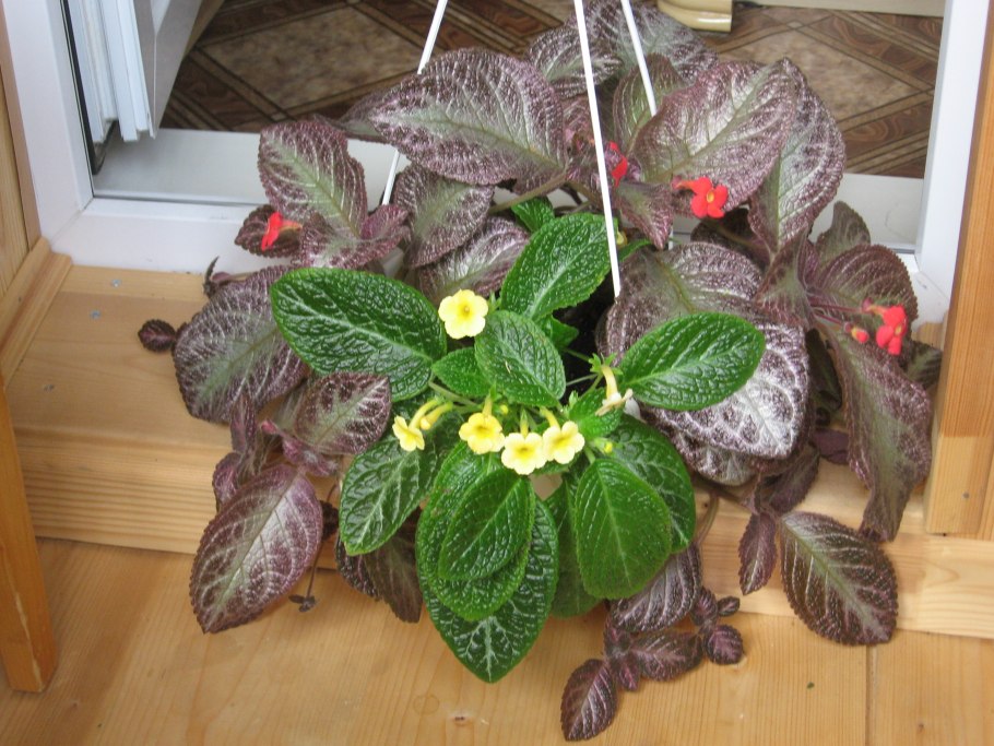 Эписция Lavender Lady