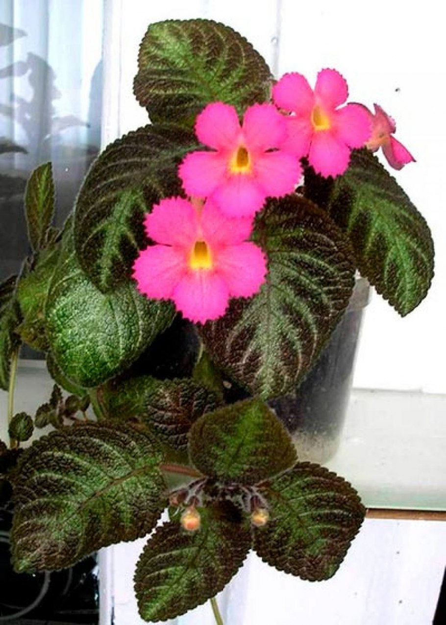 Эписция серебряное сияние