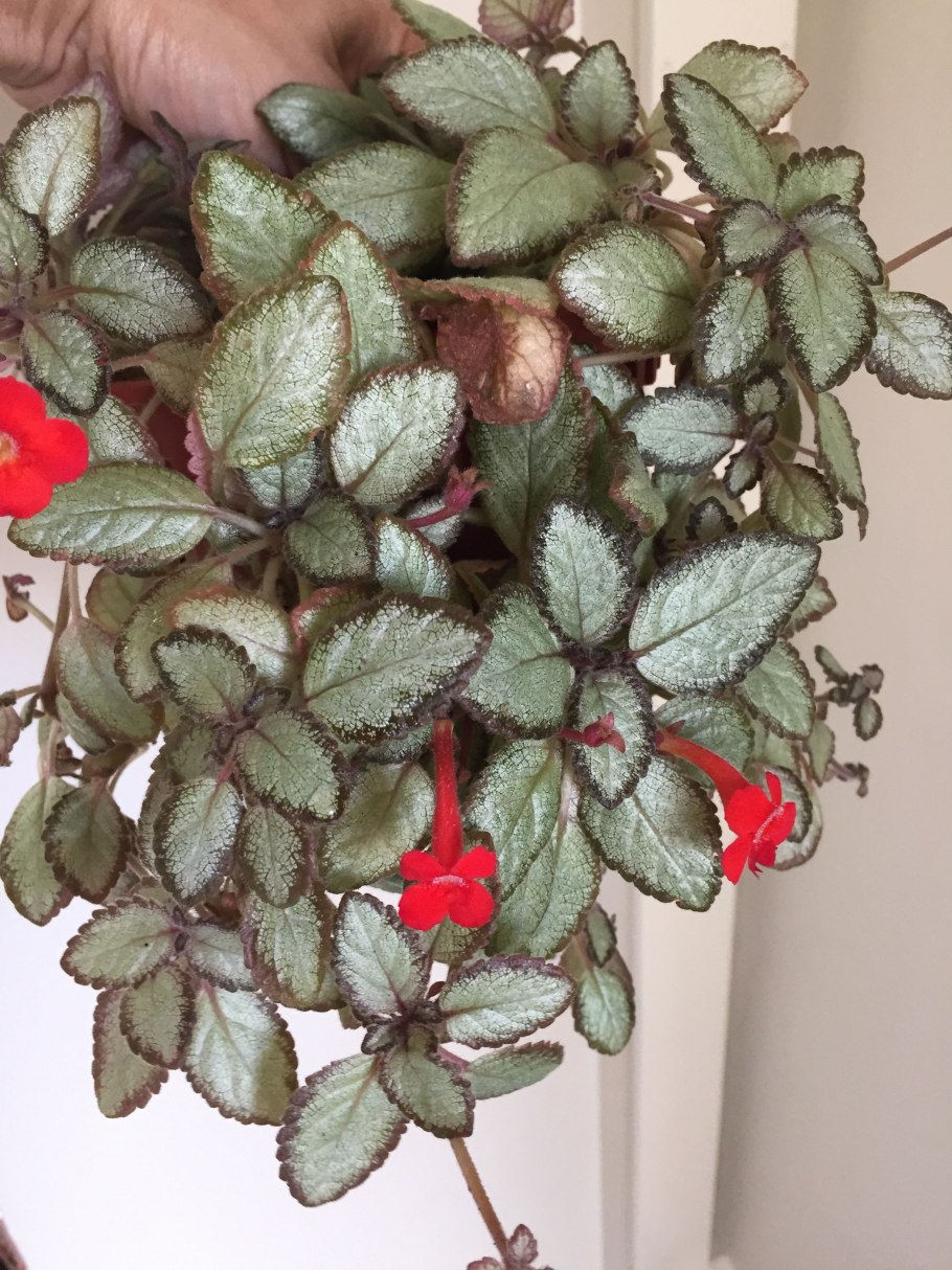 Эписция серебряное сияние