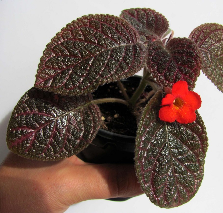 Эписция Black Velvet