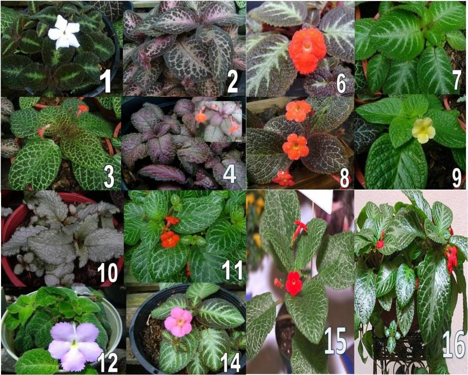 Эписция ампельная красная шапочка