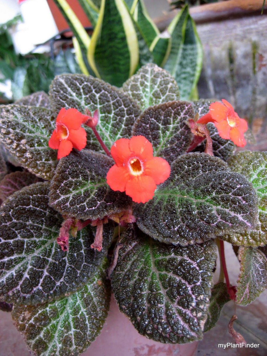 Плессер эписция