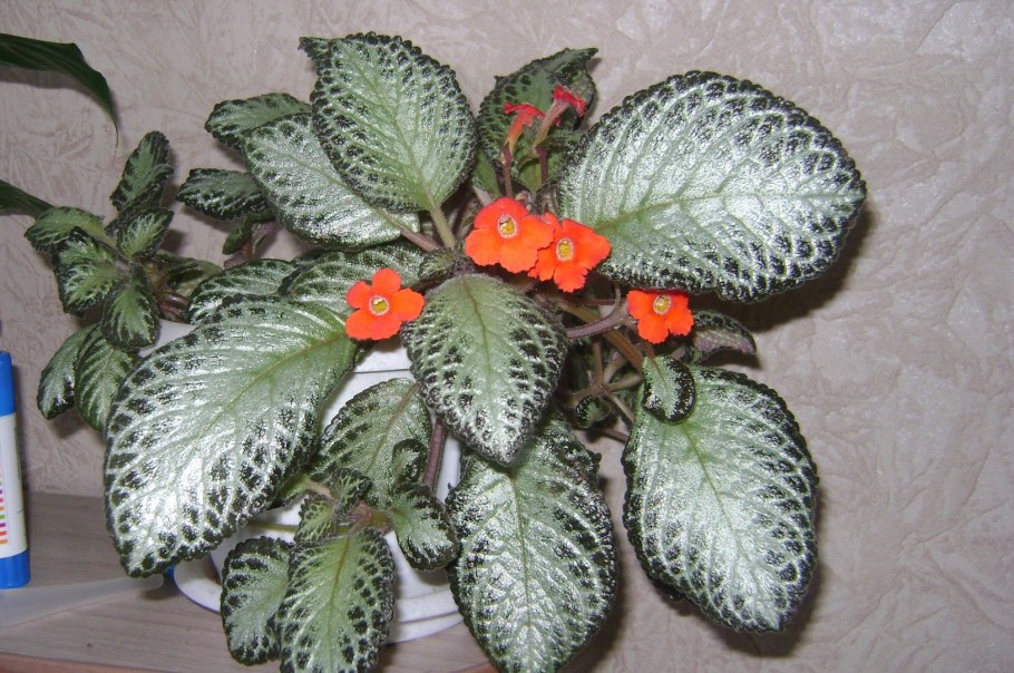 Эписция пестролистная цветок