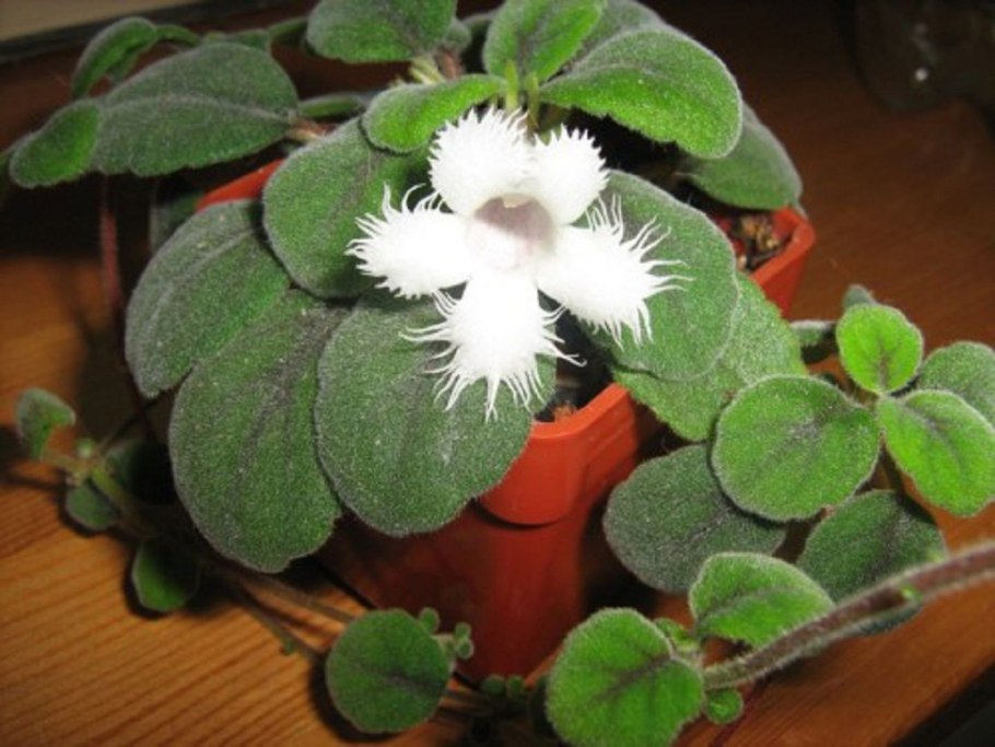 Альсобия (Alsobia) dianthiflora