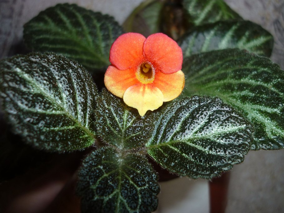 Эписция цветок