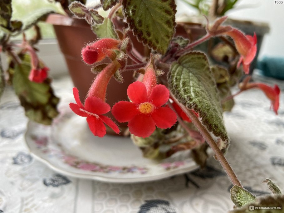 Цветок камнеломка и эписция