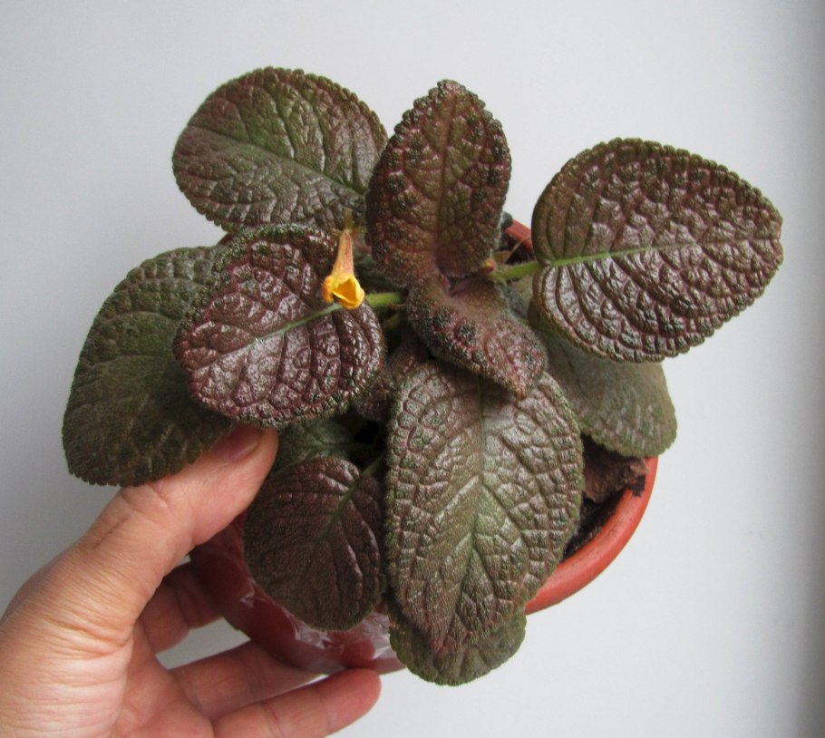 Эписция Катарина