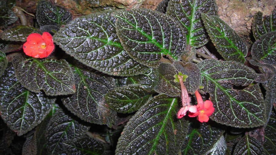 Эписция Карамелька